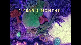 60G Reef: No Water Change in 5 Weeks! 1yr 5mnths update.