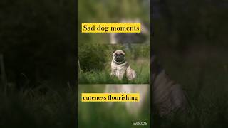 Sad dog status #youtubeshorts #shorts #shortvideo #shortsfeed