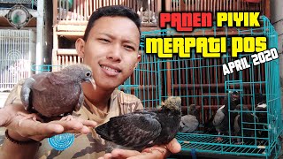 PANEN PIYIK MERPATI POS DAN MERPATI JAMBUL - EDISI APRIL