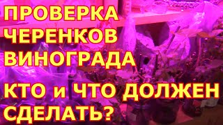 ПРОВЕРКА ЧЕРЕНКОВ ВИНОГРАДА.  КТО и ЧТО ДОЛЖЕН СДЕЛАТЬ