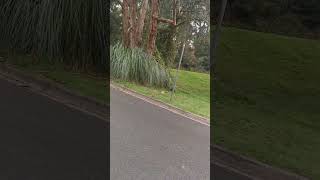 Cross Country Hike 02, Road VIC Australia #shorts #nature #forest #listen #cross-country