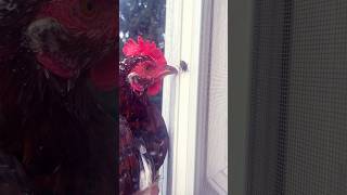 Chicken and stink bug  #animalshorts #chicken #farmanimals #funnyanimals #backyardanimals #hens