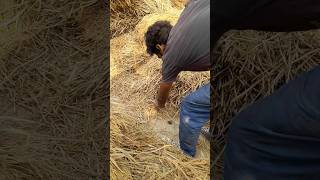 Snake rescue video/snake ko bachaya /Apke bhi Ghar me aa sakta hai sanp /#shorts #viral/Paradox song