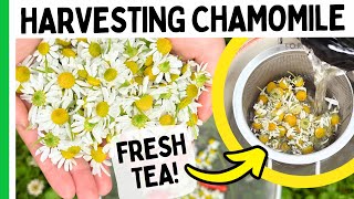 Harvesting Chamomile Flowers (Make Homemade Tea)