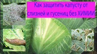 Как защитить капусту от слизней и гусениц без химии. Сад и огород выпуск 183