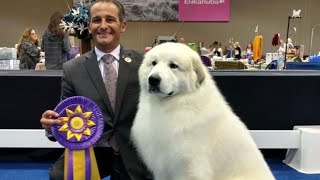 THE PYRENEAN MOUNTAIN DOG - DANGEROUS OR PROTECTOR? - Great Pyrenees