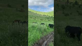 Black Angus and Dorper grazing  #blackangusbullsforsale #mountains #angus #angusbeef