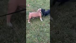 Кракен , Польша ,выгул для собак и счастливое детство#americanbullykennel