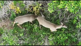 Raw Thermal Drone Wildlife Search - DJI Mavic 3 Thermal Drone