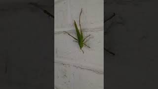 BUGS FOR MARSH 12- GRASSHOPPER 2 @Mrshosaurus #bug #grasshopper #shorts #fall #cold #insects #usa