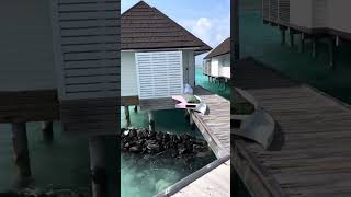 Water villa in Maldives sun siyam ohluvelli with a private swimming pool tour villa tour