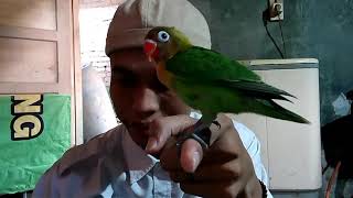 Lovebird Si Ababil Udah Bisa Rolling