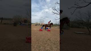 Bounces  with toretto #horsesport #equestrian #barrelracing #jumping #horse #horsebackrider #equine