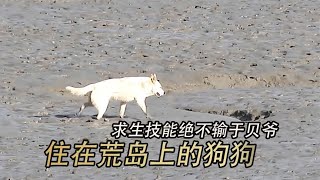 狗狗荒島求生大挑戰，求生技能堪比貝爺#狗狗#求生#流浪