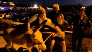 donkey race croatia 2013