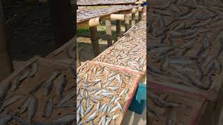 DRIED FISH PROCESSING