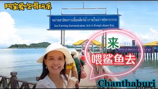 Thailand Vlog 泰国旅游 Chanthaburi Noen Nangphaya |SeaFarm 喂食鲨鱼和海洋生物 | 泰国东部美食 Shark Feeding | Local food