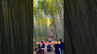 Arashiyama Bamboo Forest in Kyoto