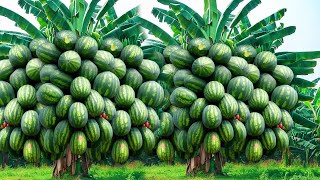 propagate watermelon tree new the surprising truth about growingwatermelon fruit