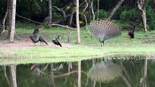 Green Peacock watching at the Royal Project in Doi Saket North Thailand