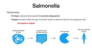 Salmonella