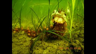 Eelgrass, oxygen and everything else