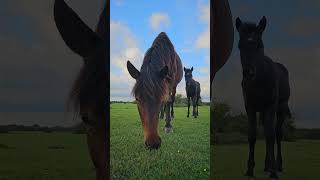 Adorable Baby Foal With Mom In The New Forest