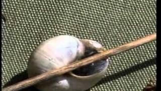 WHITE GARDEN SNAIL