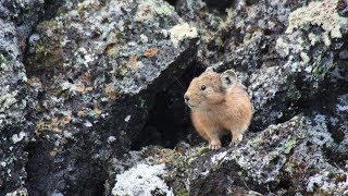 Сеноставка | Детская история