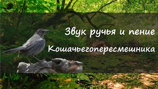 Пение Кошачьего Пересмешника и звук ручья в лесу лечит нервную систему и расслабляет. Пение птиц.