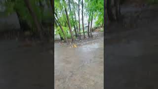 Beautiful #nature #rain #minivlog