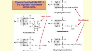 Basic Chemistry of TriacylGlycerols