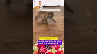 Девушка с холодной улицы  Забрала рысёнка домой