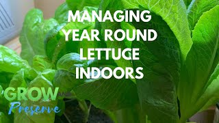 Tips for Managing Continuous Lettuce Indoors