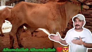 Alhumdulillah cow purchase krli ❤️😍