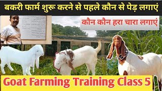 Bakri Farm Banane Se Pahle Kaun Sa Kam Jaruri Hai |Bakri Ko Kaun Sa Hara Chara Khilaye|Vimalumrao