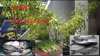 Aquaponik, Budidaya Ikan dan Sayur Organik