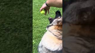 Working Line German Shepherd.  Leave It #dog #puppy #dogtraining #shorts