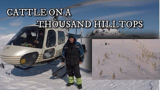 CATTLE ON A THOUSAND HILLTOPS | NORTHERN LABRADOR | GEORGE RIVER CARIBOU HERD