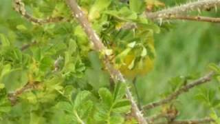 Nashville Warbler.wmv