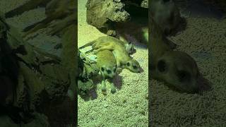 Meerkats Relaxing at Aquaria Phuket Thailand! #shorts #meerkat #animals #ytshorts #phuket #thailand