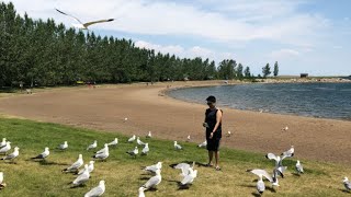 Feeding some seagulls at the lake | Mic’s Cuisine Vlog’s