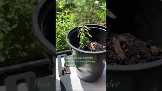 How to grow a bushy lavender plant #shorts