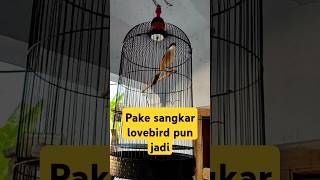 Cendet gacor di sangkar lovebird