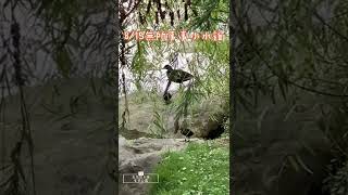 《關心生態》紅冠水雞❤️高雄凹子底森林公園生態池(第6集）