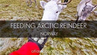 Feeding Arctic reindeer in Tromso