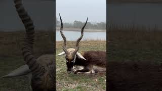 Spot and stalk Texas blackbuck archery hunt 🏹 #bowhunting #hunting #blackbuck #texas