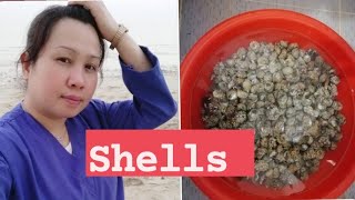 Marami kaming Shells na napulot sa tabing dagat nang shalley.