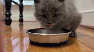 Nom Nom Squeak #cutekitten #kittenmeow #fluffykitty