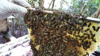 #panen madu #apis cerana di hutan kaliandra#